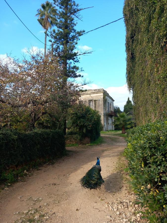 Villa Feia Katakolo Dış mekan fotoğraf